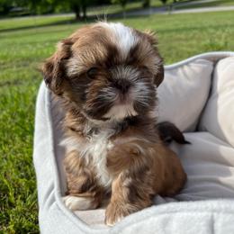 Willow - Liver female Shih Tzu puppy in Tennessee from Cutshall Babies