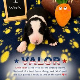 Valor - Black and white male Sheepadoodle puppy in Glen Rose, Texas from Clevenger’s Sheepadoodle Fur Baby Farm
