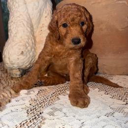 Snorkel - Apricot male Aussiedoodle puppy in Riverside, California from Just Loving Doodles