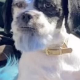 Shih Tzus from Booshie the Breeder