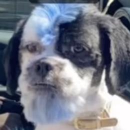 Shih Tzus from Booshie the Breeder