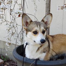 Pembroke Welsh Corgi All Grown Up from Heulyn Corgis
