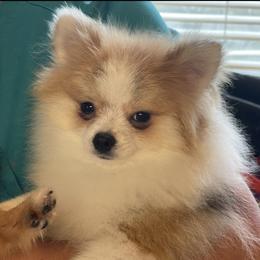 Cartier - Pomeranian