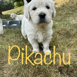 Golden Retriever Puppies from English Creams of Morningstar
