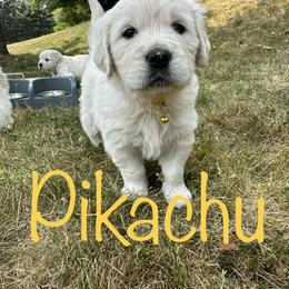 Golden Retriever Puppies from English Creams of Morningstar