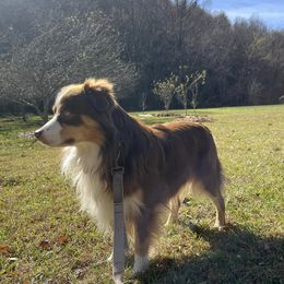 Ralphie - Miniature Australian Shepherd