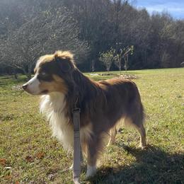 Ralphie - Miniature Australian Shepherd