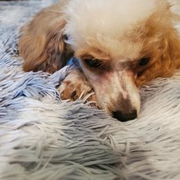 Cookie - Poodle