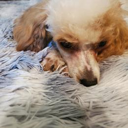 Cookie - Poodle