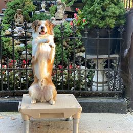 Border Collie All Grown Up from Eastwillow Border Collies