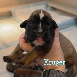 Kruger (boy) - Fawn male Boxer puppy in Red Boiling Springs, Tennessee from Silver Rain