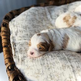 Cavalier King Charles Spaniel and Cavapoo Puppies from Adore Puppies
