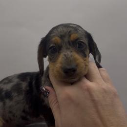 Boy 1  ONLY FILL OUT AN APPLICATION IF SERIOUS - Dapple male Dachshund puppy in Wisconsin from Sabe and Shabe’s Doxies