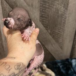 Chalupa - White and black male Xoloitzcuintli puppy in Manitowoc, Wisconsin from Wonderland Kennel