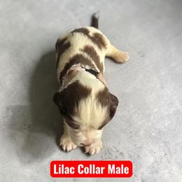 Lilac boy - Liver white and roan male English Springer Spaniel puppy in Henagar, Alabama from Windy Oak Kennels