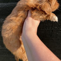 Shih Tzu Puppies from Lavender Lane Tzus