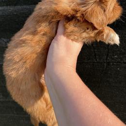 Shih Tzu Puppies from Lavender Lane Tzus
