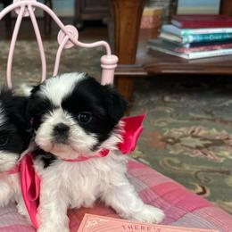 Lillie the - Black and white female Shih Tzu puppy in Huntsville, Alabama from Sunnybrook Shih Tzu