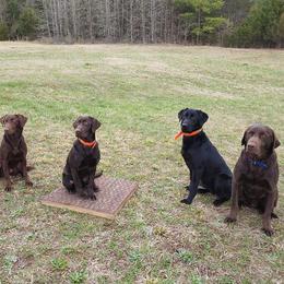 Labrador Retriever puppies from AimPowers Retrievers