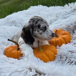 Brie - Dachshund