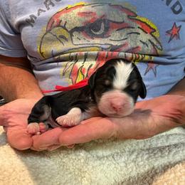 Zeus - Tri-color male Bernedoodle puppy in Ferguson, North Carolina from Elevated Standards NC