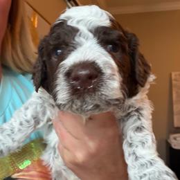 Boy 1 - Brown roan male Lagotto Romagnolo puppy in Sherman, Texas from Texas Lagottos