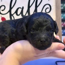 Nesta - Black female Cockapoo puppy in Liberty, Kentucky from Kentucky Cockapoos
