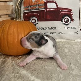 Australian Shepherd Puppies from A Beautiful Soul Aussies