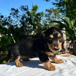 Elmo - Black and tan male Dachshund puppy in Cherry Tree, Oklahoma from Peavine Creek Dachshunds