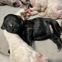 Pine - Black female Goldendoodle puppy in Kansas City, Missouri from Beary GoldenDoodles