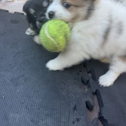 Pomeranian Puppies from Pomni Poms