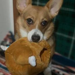 Pembroke Welsh Corgis from Hellfires Cosmic Goddess Corgis