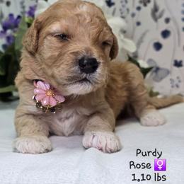 Girl 4 - Apricot female Goldendoodle puppy in Rockledge, Florida from Stormie's Doodles