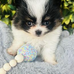 Keebler - Black and tan parti male Pomeranian puppy in Buck Valley, Pennsylvania from Buck Valley Pomeranians