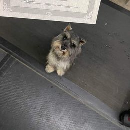 Lilac - Miniature Schnauzer