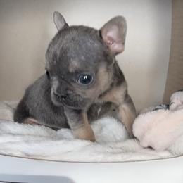 Story - Blue male French Bulldog puppy in Peru, Indiana from Angie's Little Bostons And Frenchies