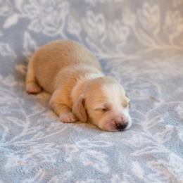 Delina - Cream female Dachshund puppy in Guthrie, Kentucky from Triple T Dachshunds