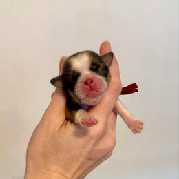 Belle - Liver and white female Shih Tzu puppy in Stroud, Oklahoma from Laik’s Little Shihtz & Poms