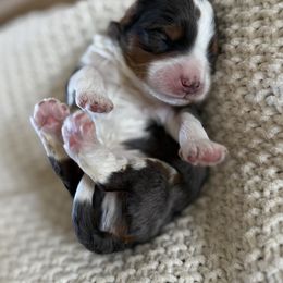 Baker (Beach) - Tri-color male Bernedoodle puppy in Modesto, California from Central Valley Canine Companions