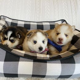 Pomsky Puppies from Goodness Gracious Pomskies