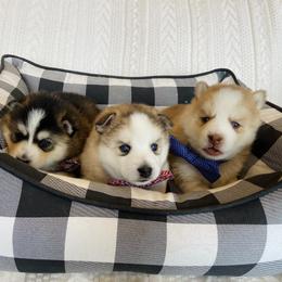 Pomsky Puppies from Goodness Gracious Pomskies