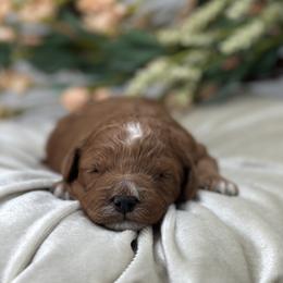 Lovie - Red  female Goldendoodle puppy in Queen Creek, Arizona from Goldendoodle AZ