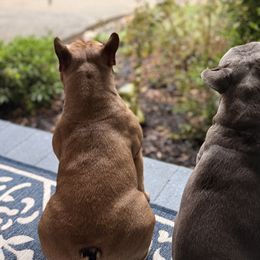 French Bulldogs from River City Frenchies