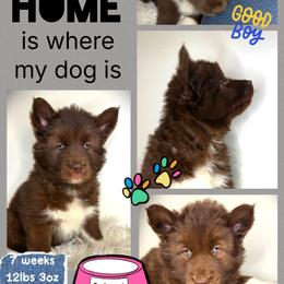Redwood - Red and white male Siberian Husky puppy in Florence, Kentucky from Moonlight Howl Huskies