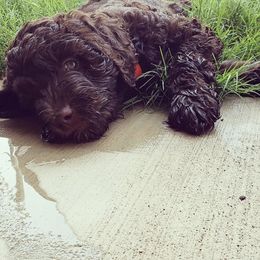Labradoodle Puppies from Our Lovable Labradoodles