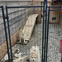 Boy 2 - Wolf sable Pomsky puppy in Hamlin, Maine from Northern Maine Samoyeds and Pomskies
