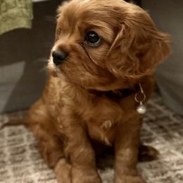 Aussiedoodles, Cavalier King Charles Spaniels, and Cavapoos from Carolina Doodles & Co.