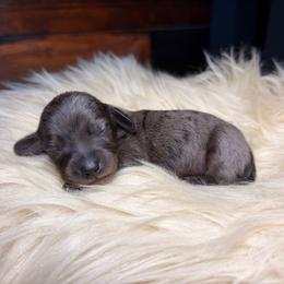 Valora - Dapple female Dachshund puppy in Washburn, Tennessee from Clinch Mountain Dachshunds