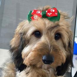 Dachshund puppies from New Empire Kennels