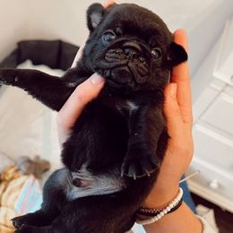 Pugs from Grace's Pugs